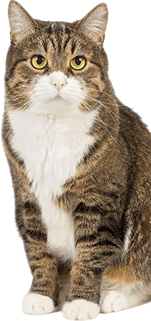 Service overview showing wellness exams vaccinations diagnostics dental care surgery and senior pet care at Grants Pass Community Vet Clinic in Grants Pass Oregon